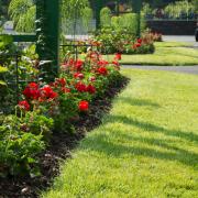 DETAIL14477 gazon, semences, parc, jardin