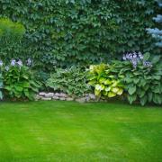 DETAIL14480 gazon, semences, jardin, parc, agrément, premium